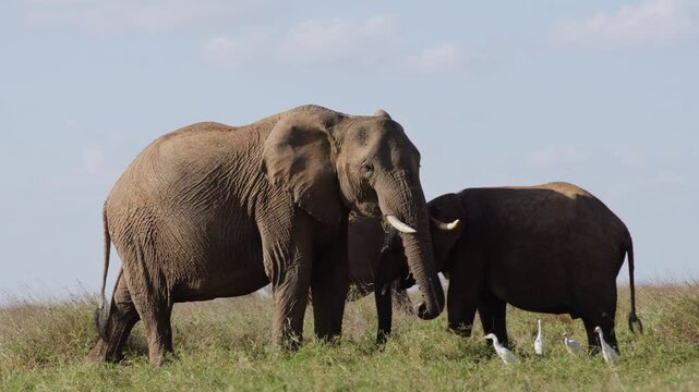 Wide dolly of African Bush Elephants (Loxodonta africana) grazing next to Cattle Egrets under hot midday sun in Kenya 