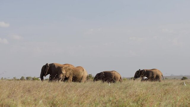 Very wide dolly tracking of African Bush Elephants (Loxodonta africana) grazing next to Cattle Egrets in the savannah at midday in Kenya 