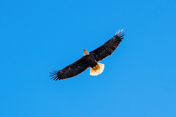Bald eagles soar over 
