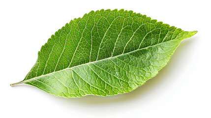 Obraz premium Green Leaf 