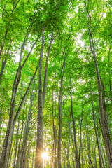 trees and sunlight  in the forest