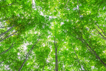 green leaves background