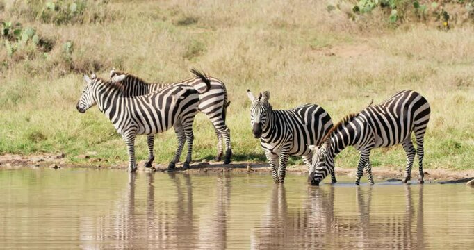 Wide of a dazzle of zebras (Equus burchelli) drinking water by a watering hole in the savanna in morning in Kenya