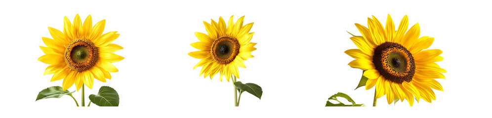 Naklejka premium set of vibrant sunflowers against a white background.