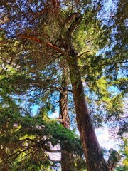 Obraz premium Low angle view of a tall pine tree trunk with textured bark and spreading branches, taken in a forest with sunlight filtering through the leaves. A perspective that emphasizes the beauty of nature.