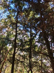 Low angle view of a tall pine tree trunk with textured bark and spreading branches, taken in a forest with sunlight filtering through the leaves. A perspective that emphasizes the beauty of nature.