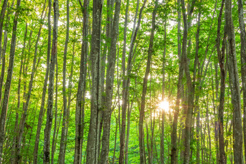 trees and sunlight  in the forest