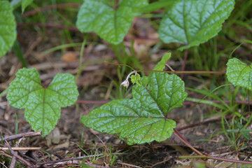 エビヅルの葉っぱ