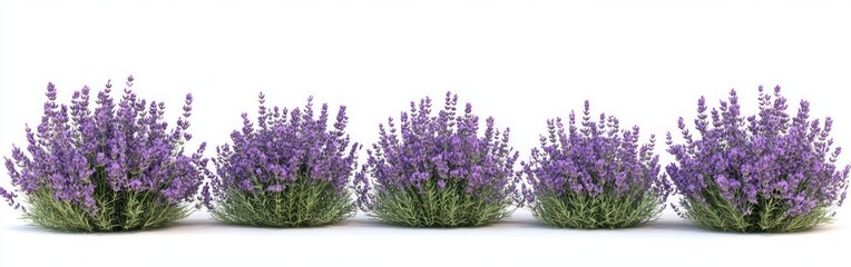 Naklejka premium Five vibrant lavender plants with lush green foliage and abundant purple flowers arranged in a row on a white background