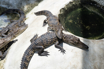 Close-up of several young crocodiles huddled together on a bright stone surface, absorbing heat and exhibiting natural reptile behavior.
