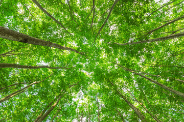 green leaves in the forest