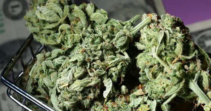 medical marijuana cannabis buds close up