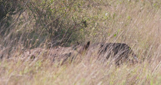 Wide of pair of African wild dog (Lycaon pictus) walking under shade of shrub in tall grassland savannah in afternoon in Kenya