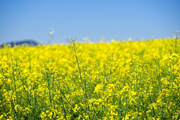 Obraz premium Yellow rape brassica napus L. field with blue sky background at Swiss village of Oberglatt near the airport on a sunny spring day. Photo taken May 1st, 2025, Zurich Oberglatt, Switzerland.