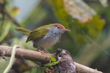 Fototapeta premium dark-necked tailorbird (Orthotomus atrogularis), a songbird species, observed at Dehing Patkai in Assam, India
