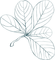 Hand-drawn leaves isolated on white background. Line style coloring book illustration.