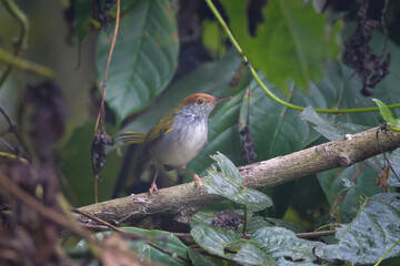 dark-necked tailorbird (Orthotomus atrogularis), a songbird species, observed at Dehing Patkai in Assam, India