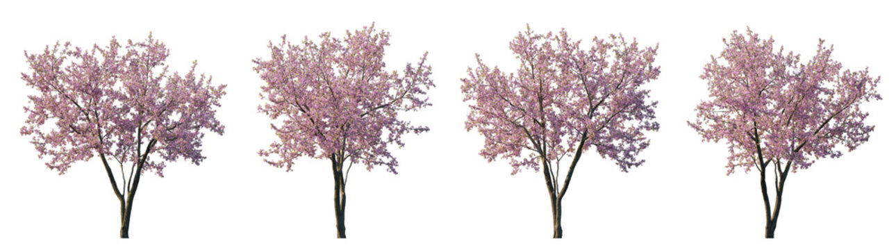 Cherry trees sakura blossoming trees isolated png on a transparent background premium cutout foreground tree (Prunus cerasus, Prunus avium)