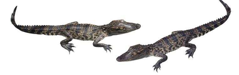 Two baby crocodiles isolated on white background