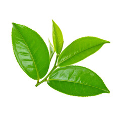 Obraz premium A cluster of vibrant green tea leaves displaying glossy surfaces and fine serrated edges.