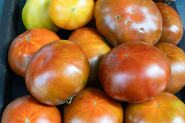 Vibrant yellow tomatoes symbolizing the essence of life and growth. Fresh tomatoes on display at a bustling market, inviting a taste of summer.