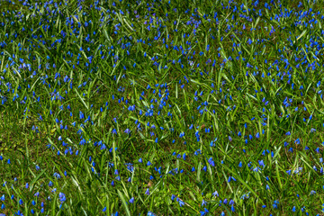 Background from Siberian Scilla, the first spring flowers in the forest.