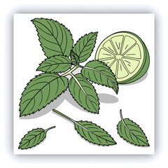 Fresh mint leaves and a lime slice.  A variety of mint leaves, various shades of vibrant green, are scattered across a light gray surface.  Some leaves appear slightly frosted or wet, with visible wat