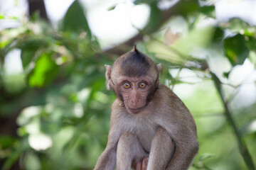可愛いサル
