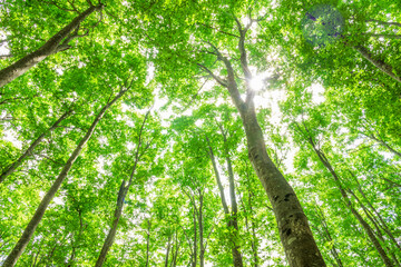 trees and sunlight  in the forest