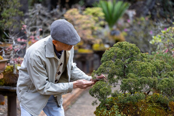 Senior asian man is caring and tending his collection of bonsai tree in the zen garden for retirement hobby with professional technique using the pruning shear