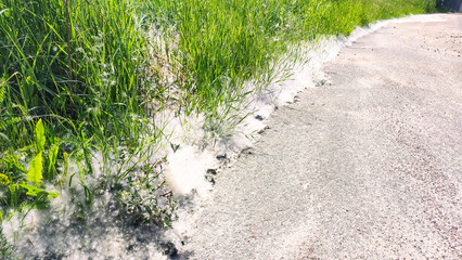 Closeup of cottonwood (Eastern poplar) seed on the sidewalk Allergy season. Pollen Dust.