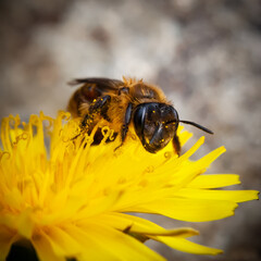 Abeja cubierta de polen sobre un diente de león