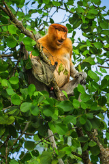  Adult Male Proboscis Monkey Sitting Comfortably in Tropical Tree