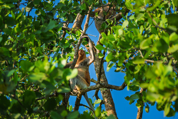 A proboscis monkey is looking towards another proboscis monkey above it.