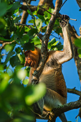 Close-Up of Proboscis Monkey Clinging to Tree