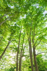 trees and sunlight  in the forest