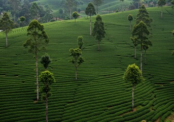 Lush green tea plantation with trees in a hilly landscape, aerial view