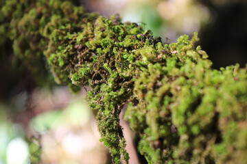Lush Green Moss on Tree Branch in Forest