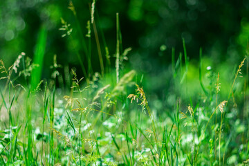 Summer nature background with wild flowers and herbs. Bokeh effect in the background.