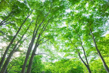 green tree in the forest