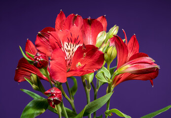 Fototapeta premium Bold Red Alstroemeria Flowers on a Deep Purple Backdrop