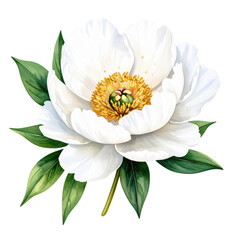 White peony flower with lush green leaves, showcasing delicate petals and a vibrant yellow center, presented in a detailed botanical illustration style