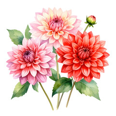 Three vibrant dahlias in shades of pink, cream, and red with green leaves and a bud, beautifully illustrated on a white background