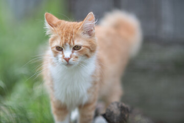 Beautiful village cat in a summer village.