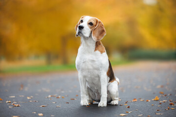 cute beagle dog sitting in the park in autumn