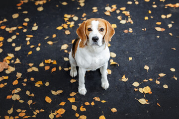 cute beagle dog sitting on the ground with fallen autumn leaves, top view