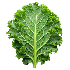  Kale leaf isolated on transparent background