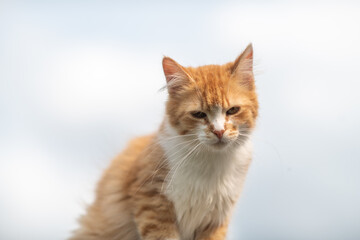 Beautiful village cat in a summer village.