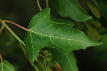 Tree of heaven showing seasonal leaves, flowers, and seeds