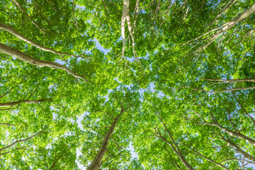 green leaves background